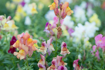 Antirrhinum majus flower grows in the garden