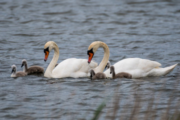 Isolated beautiful family of mute swans, parents and youngsters in the wild- Danube Delta Romania