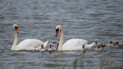 Isolated beautiful family of mute swans, parents and youngsters in the wild- Danube Delta Romania