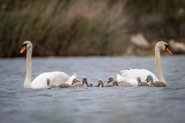 Isolated beautiful family of mute swans, parents and youngsters in the wild- Danube Delta Romania