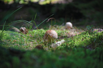 Perlpilz
