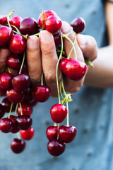man with freshly collected cherries in his hands