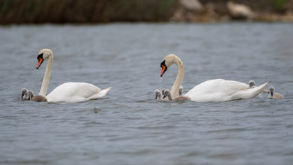 Isolated beautiful family of mute swans, parents and youngsters in the wild- Danube Delta Romania