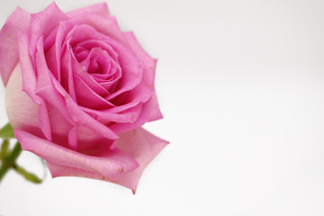Pink rose on a white background. place for text. postcard