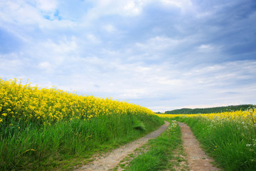 Fototapeta na wymiar Yellow rape field under the blue clouds sky with sunlight.