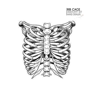 2 365 Best Ribcage Images Stock Photos Vectors Adobe Stock