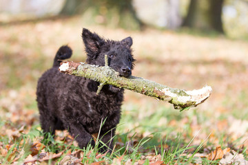 Hund Hundefotoshooting mit einem seltenen Mudi Welpen Rassehund apportiert