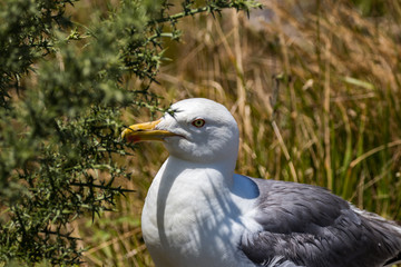 seagull