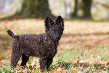 Hundefotoshooting mit einem seltenen Mudi Welpen