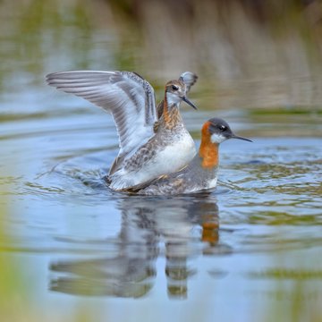 Odinshuhnchen (Phalaropus lobatus), breeding pair in copula, Breidafjordur, Flatey Island, West Iceland, Iceland, Europe