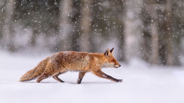 Red fox (Vulpes vulpes), runs in snow with snowfall, Sumava National Park, Bohemian Forest, Czech Republic, Europe