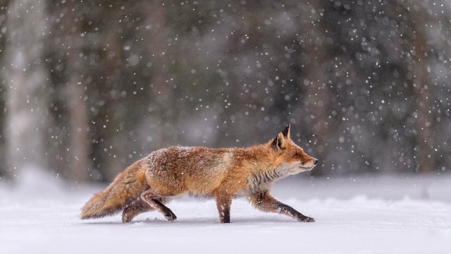 Red fox (Vulpes vulpes), runs in snow with snowfall, Sumava National Park, Bohemian Forest, Czech Republic, Europe