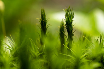 Blackforest Macro