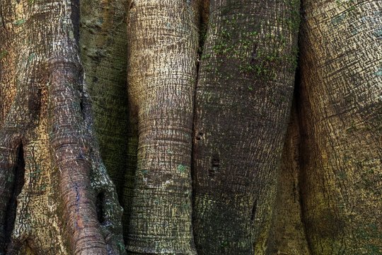 Closely related tree trunks of tropical jungle trees, detail, Rincon de la Vieja National Park, Parque Nacional Rincon de la Vieja, Guanacaste Province, Costa Rica, Central America