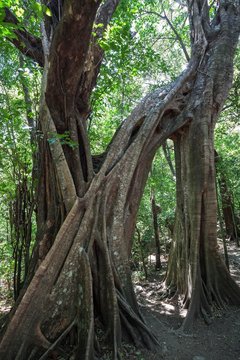 Brettwurzeln der Florida Strangler Fig (Ficus aurea), National Park Rincon de la Vieja, Parque Nacional Rincon de la Vieja, Province Guanacaste, Costa Rica, Central America