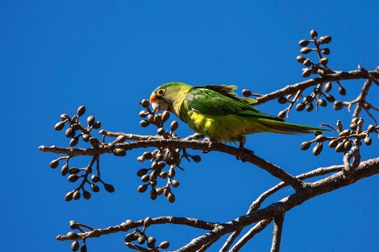 Orange-fronted parakeet (Eupsittula canicularis) sits on a branch, Rincon de la Vieja National Park, Guanacaste Province, Costa Rica, Central America
