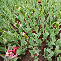 Square background with fallen petals of tulips on a flowerbed
