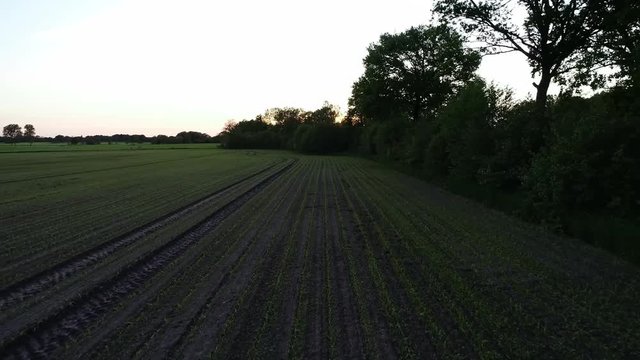 Frische Aussaat auf einem Feld f&uuml;r Maisernte
