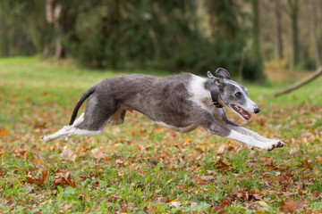 Rasseportrait des hundes Galgo Espanola