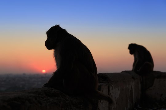 Silhouette of two monkeys sitting on a wall at sunset, Galtaji, Khania-Balaji, Jaipur, Rajasthan, India, Asia