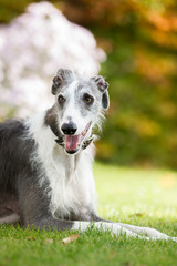 Fototapeta premium Rasseportrait des hundes Galgo Espanola