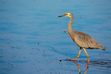 a heron
