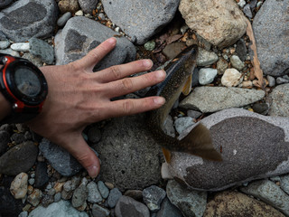 イワナ 魚 渓流魚 岩魚