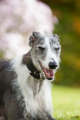 Obraz premium Rasseportrait des hundes Galgo Espanola