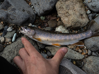 イワナ 魚 渓流魚 岩魚