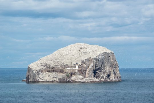 Bass Rock, volcanic rocks and gannet colony in the Firth of Forth at North Berwick, East Lothian, Scotland, United Kingdom, Europe