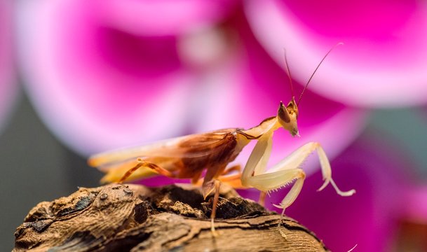 Mantis, nymph of the African flower mantis (Pseudocreobotra wahlbergii), captive, occurrence Africa