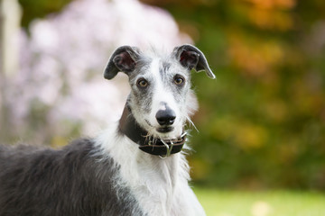 Rasseportrait des hundes Galgo Espanola