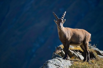 Alpine ibex (Capra ibex), male standing on cliff edge, Kaiser-Franz-Josefs-Hohe, High Tauern National Park, Carinthia, Austria, Europe
