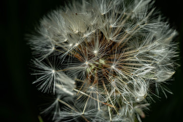 Fototapeta premium dandelion