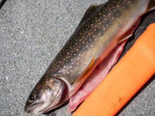 イワナ 魚 渓流魚 岩魚