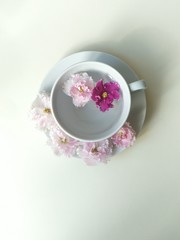 white tea Cup in the center of white background. clear water in a mug, two pink flowers float in the water. top view, flat layout.