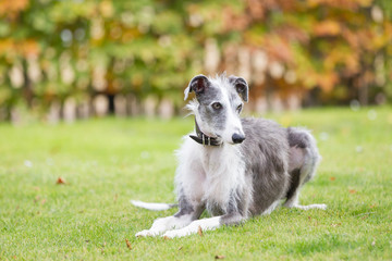 Rasseportrait des hundes Galgo Espanola