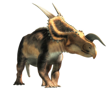 An Einiosaurus on a white background. Einiosaurus was a ceratopsian dinosaur, like the triceratops, from the Cretaceous period. 3D Rendering
