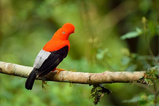 Andean cock-of-the-rock (Rupicola peruviana), Peruvian national bird, cloud forest, Manu National Park, Peru, South America