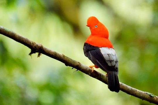 Andean cock-of-the-rock (Rupicola peruviana), Peruvian national bird, cloud forest, Manu National Park, Peru, South America
