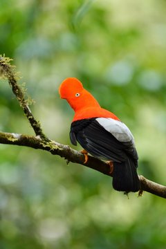 Andean cock-of-the-rock (Rupicola peruviana), Peruvian national bird, cloud forest, Manu National Park, Peru, South America