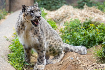 Obraz premium ユキヒョウ