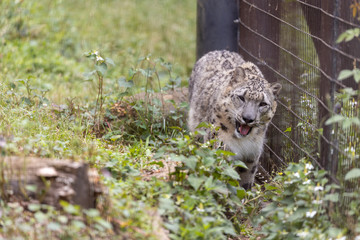 ユキヒョウ