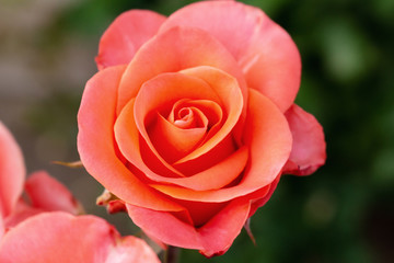 Rose living coral pink pastel Beautiful colorful close up soft focus