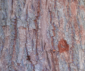 Rough bark texture