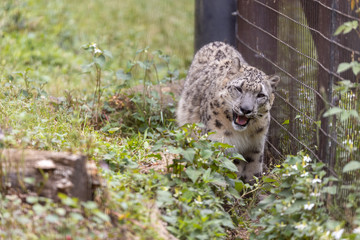 ユキヒョウ