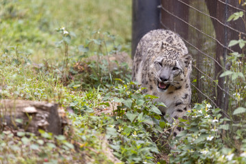 ユキヒョウ
