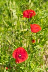 Red Poppy in the green Grass