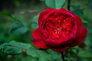 Blooming red rose (Benjamin Britten, English Rose, Austin) in the garden close up.