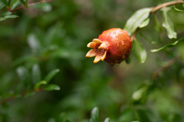 One little red garnet hanging on a branch with green foliage. Ripe pomegranate grows on a tree